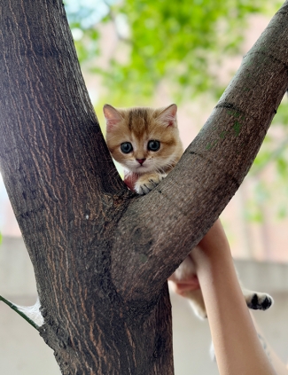강아지분양 썸네일